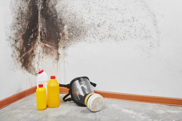 Best Mold Remediation Experts  in Albemarle, NC