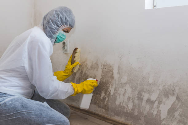 Best Local Mold Removal Service  in Albemarle, NC