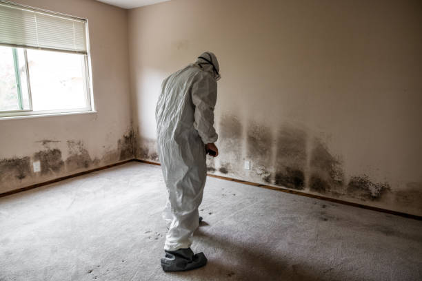 Best Mold Damage Repair  in Albemarle, NC