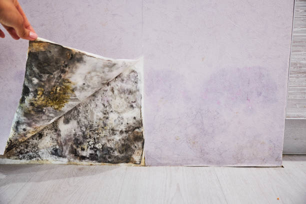 Best Affordable Mold Removal  in Albemarle, NC